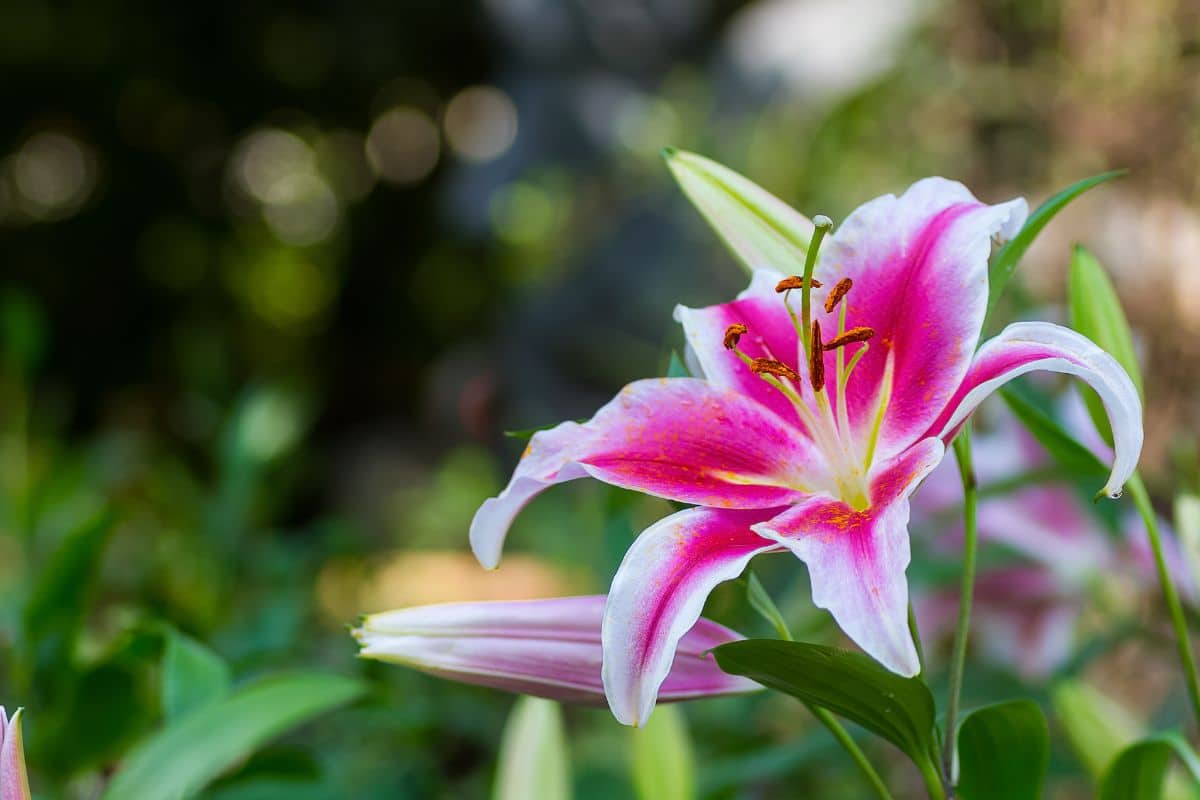 A close-up of a beautiful pink blooming lily.