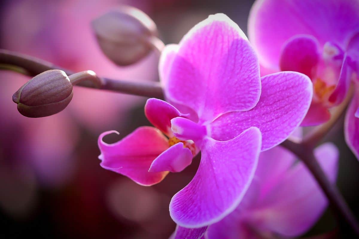 A close-up of a beautiful pink orchid flower on a sunny day.