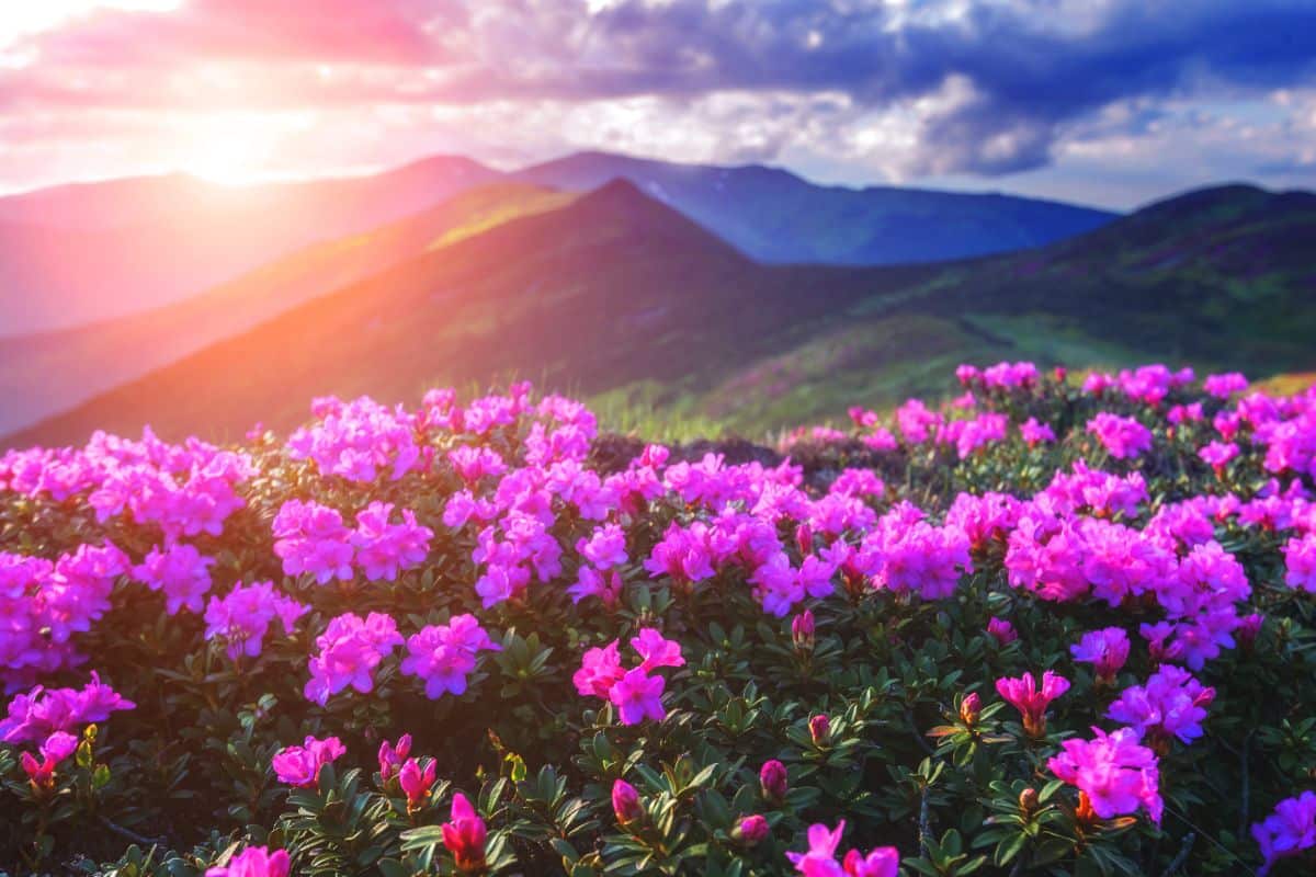 Vibrant pink blooming rhododendron in mountains at a sunset.