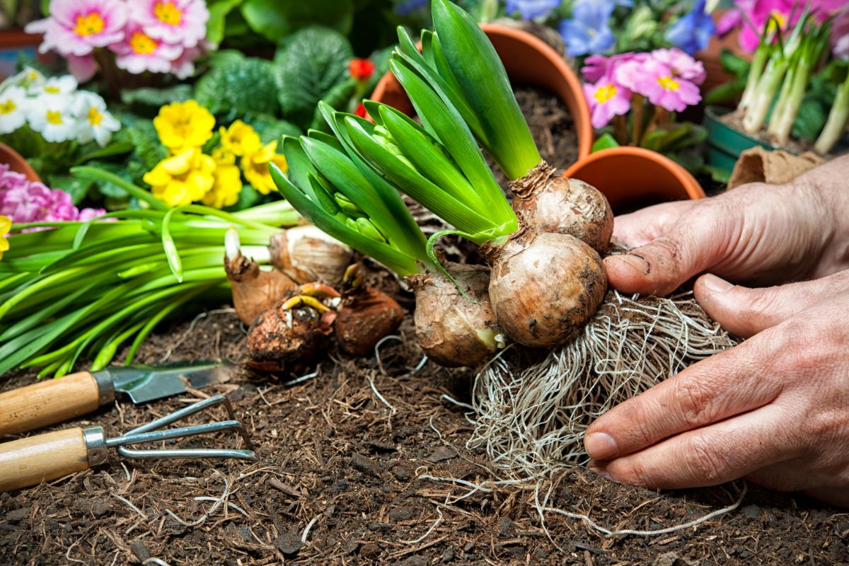 A gardener holding hyacinth bulbs ready to be planted.