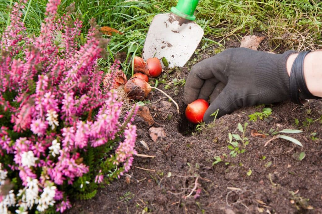 17 Tulip Growing Problems and Gardening Mistakes You Should Avoid