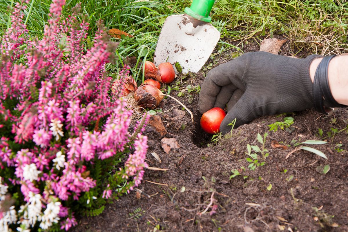 A gardener with a glove planting a tulip bulb in soil.