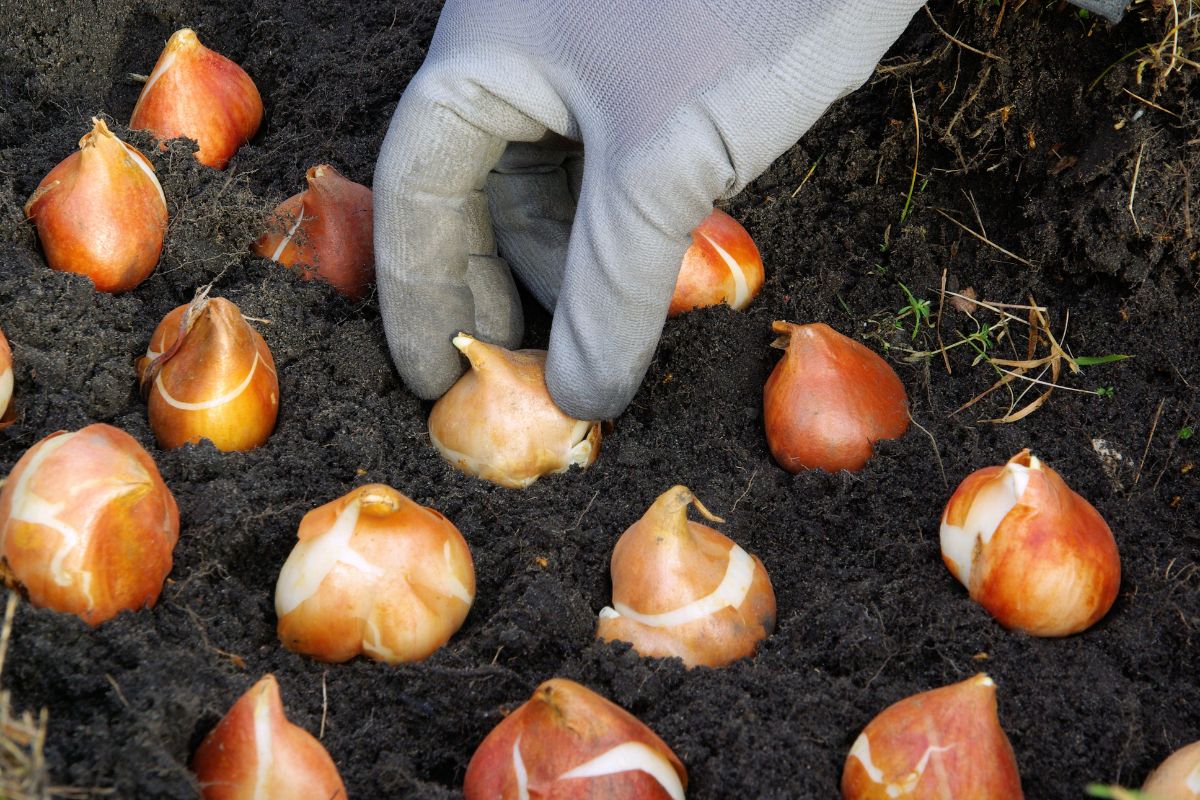 A gardener with a glove planting tulip bulbs in soil.