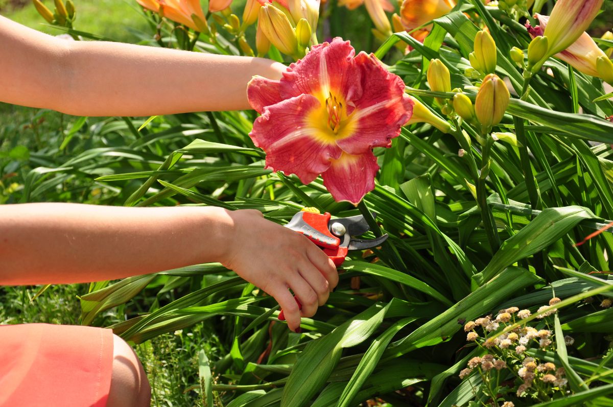 Hands with a gardener sheer pruning lily flowers.