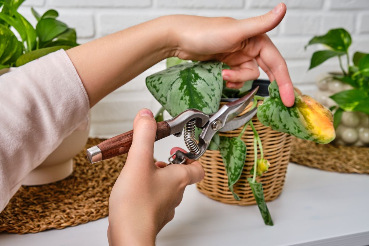 A gardener cutting a satin pothos old leaf.