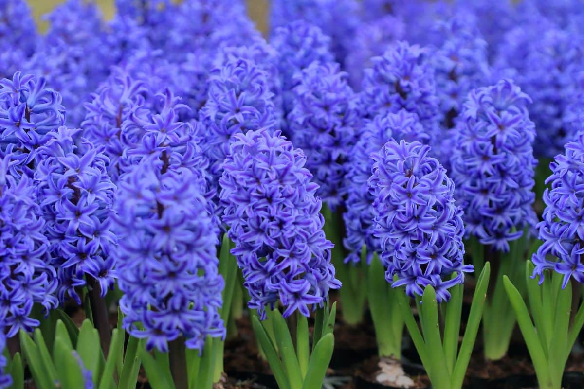 Beautiful vibrant blooming purple hyacinths.