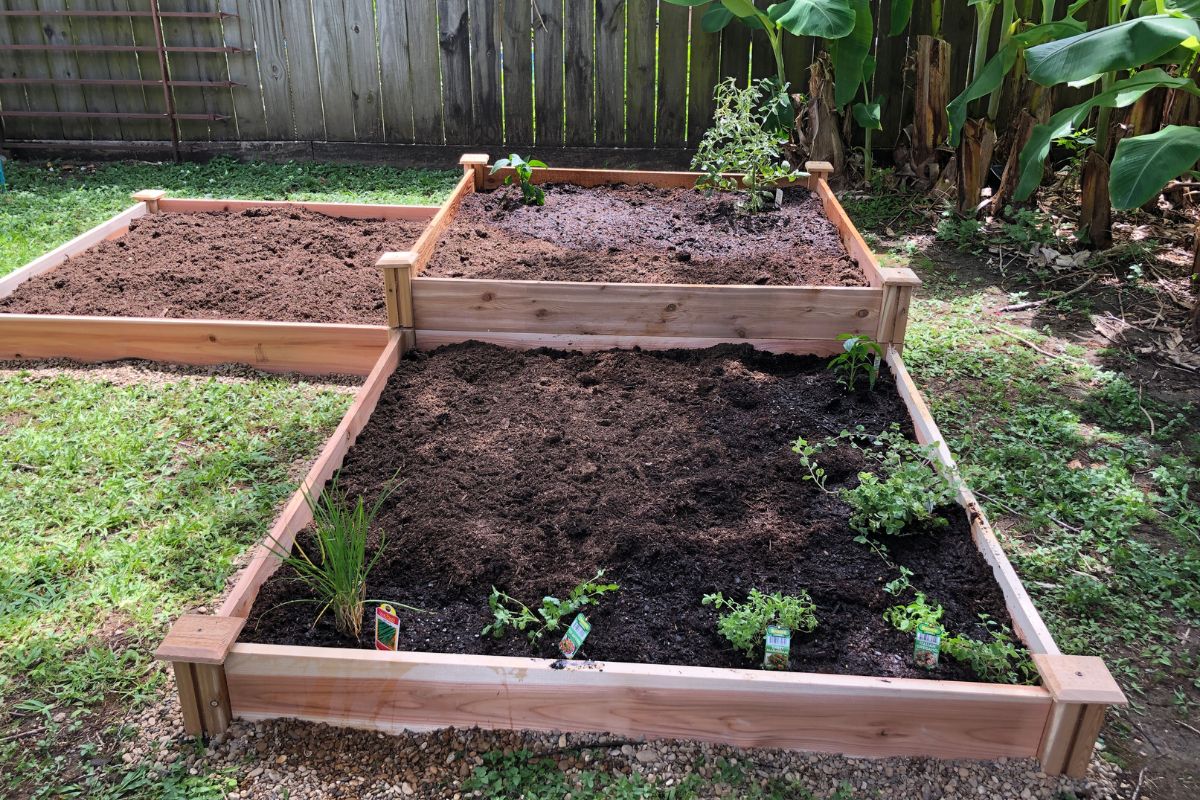 Three garden raised beds in a backyard garden.