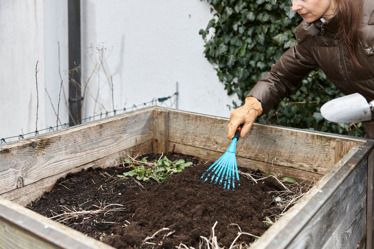 A gardener with a small blue rake weeding raised garden bed.