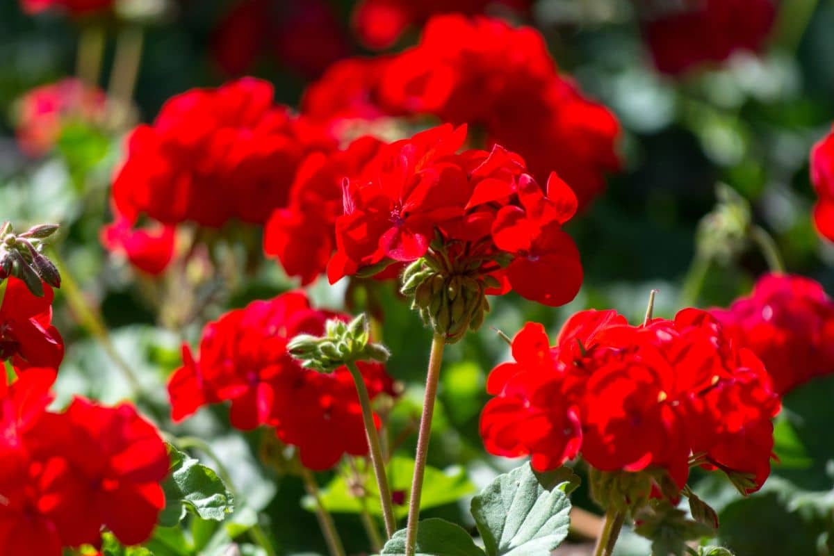 Vibrant red blooming geranium on a sunny day.