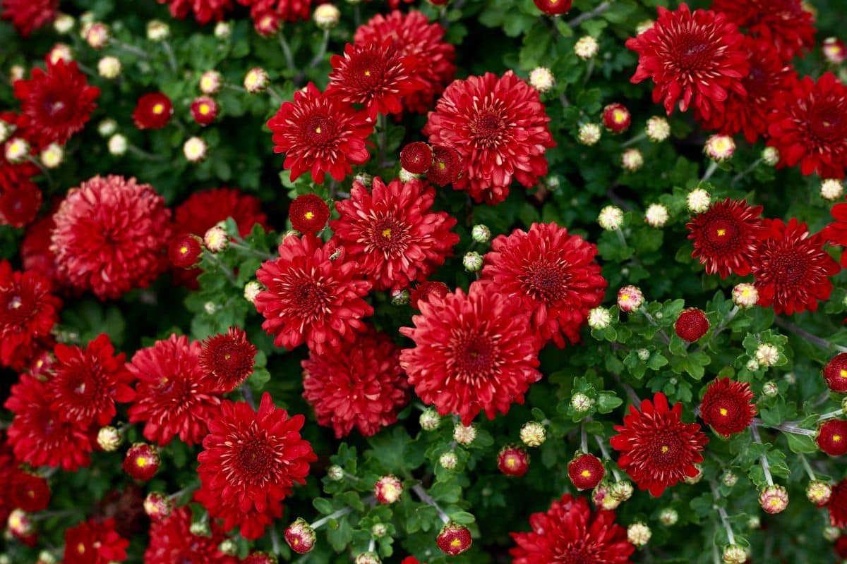 Vibrant red blooming mums.