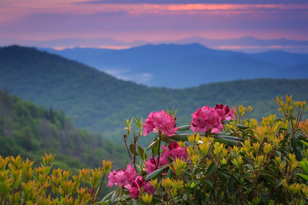 Red blooming rhododendron in the mountains.