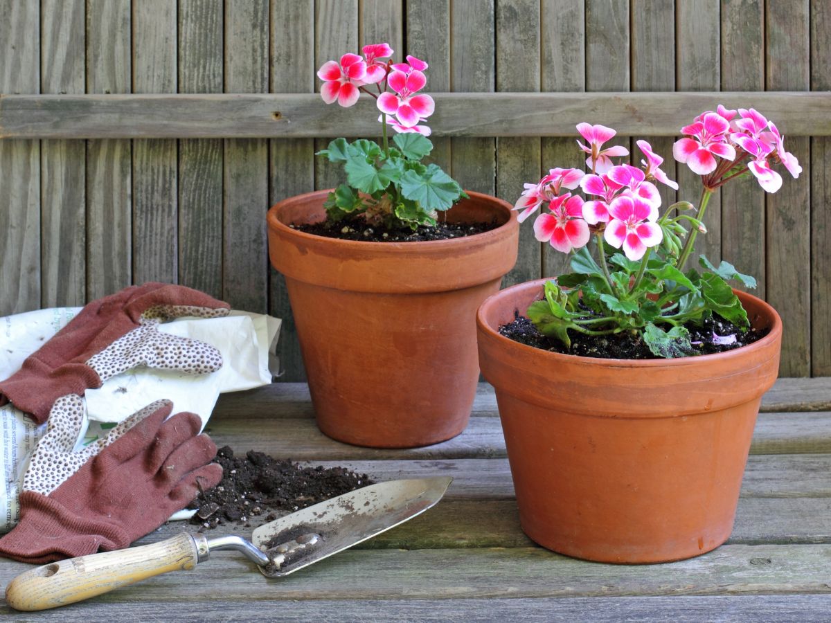 Blooming geranium ins terracotta pots on a wooden table with gloves and a gardening shovel.