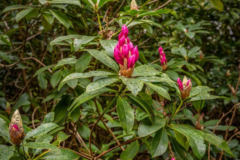 14 Rhododendron Growing Mistakes to Avoid + How to Fix Them