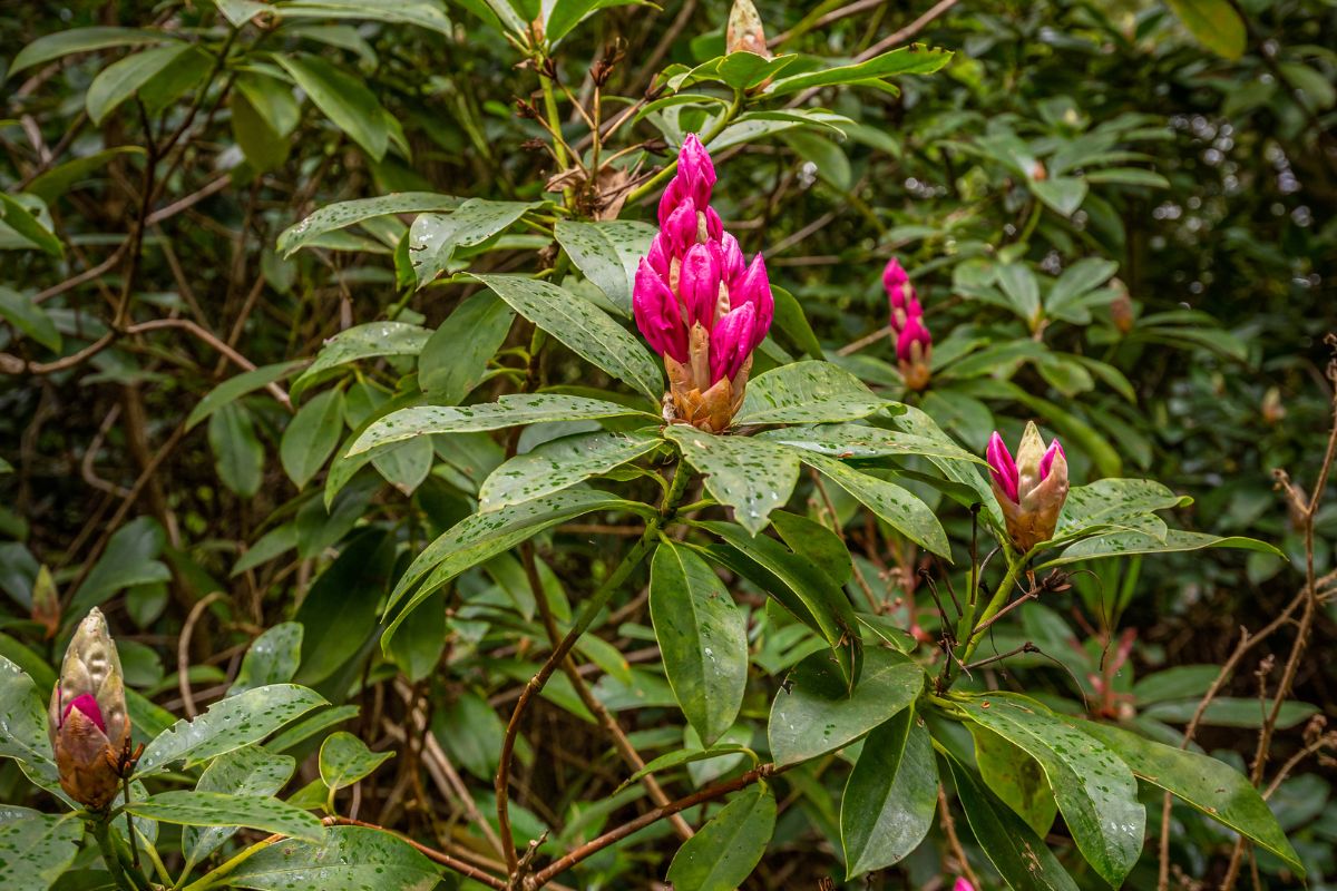 Rhododendron bush with purple blooming buds.