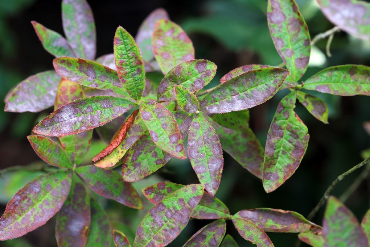 Brown spots on rhododendron leaves - fungal disease.