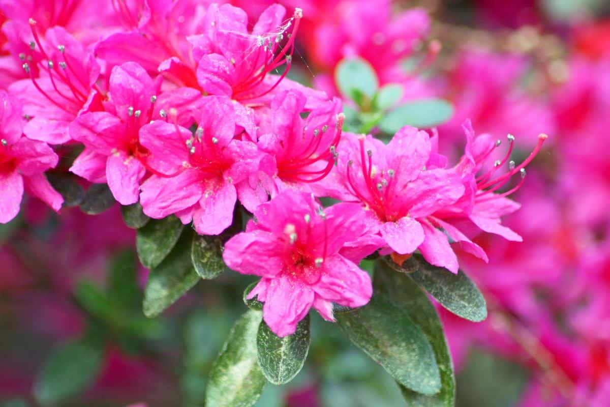 Vibrant purple blooming flowers of rhododendron on a sunny day.