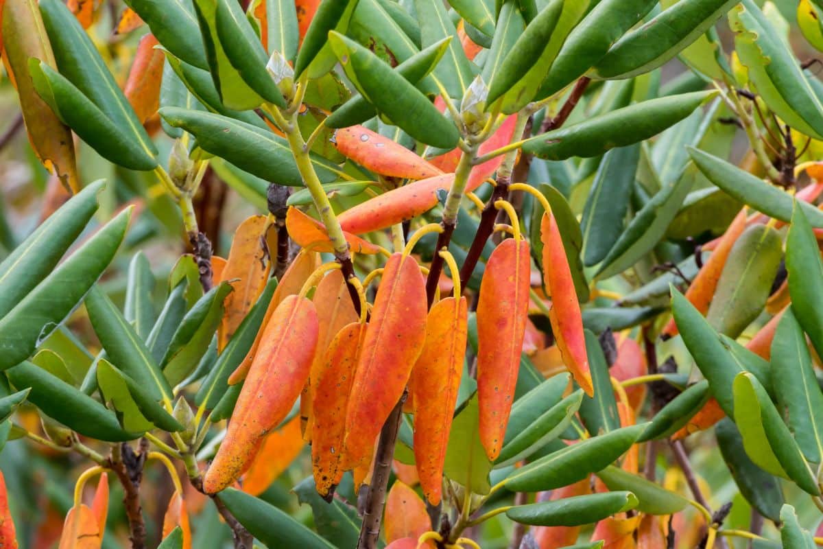 Rhododendron bush with old yellow leaves.