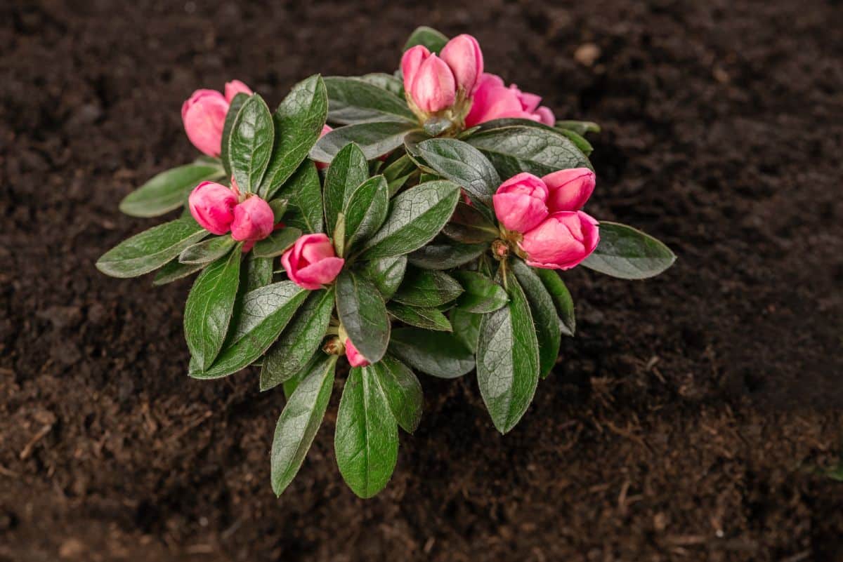 Red blooming rhododendron in fresh soil.