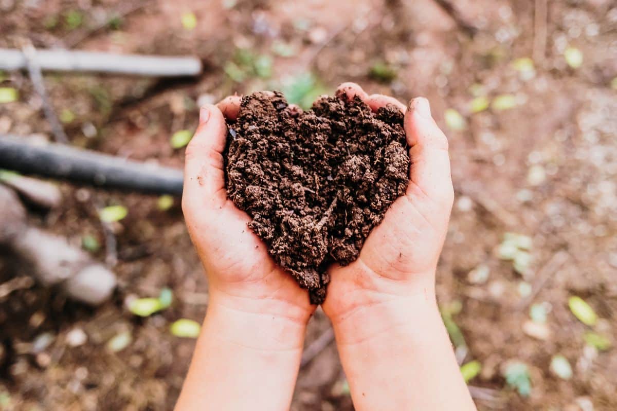 A kid holding rich nutrient soil in their hands.