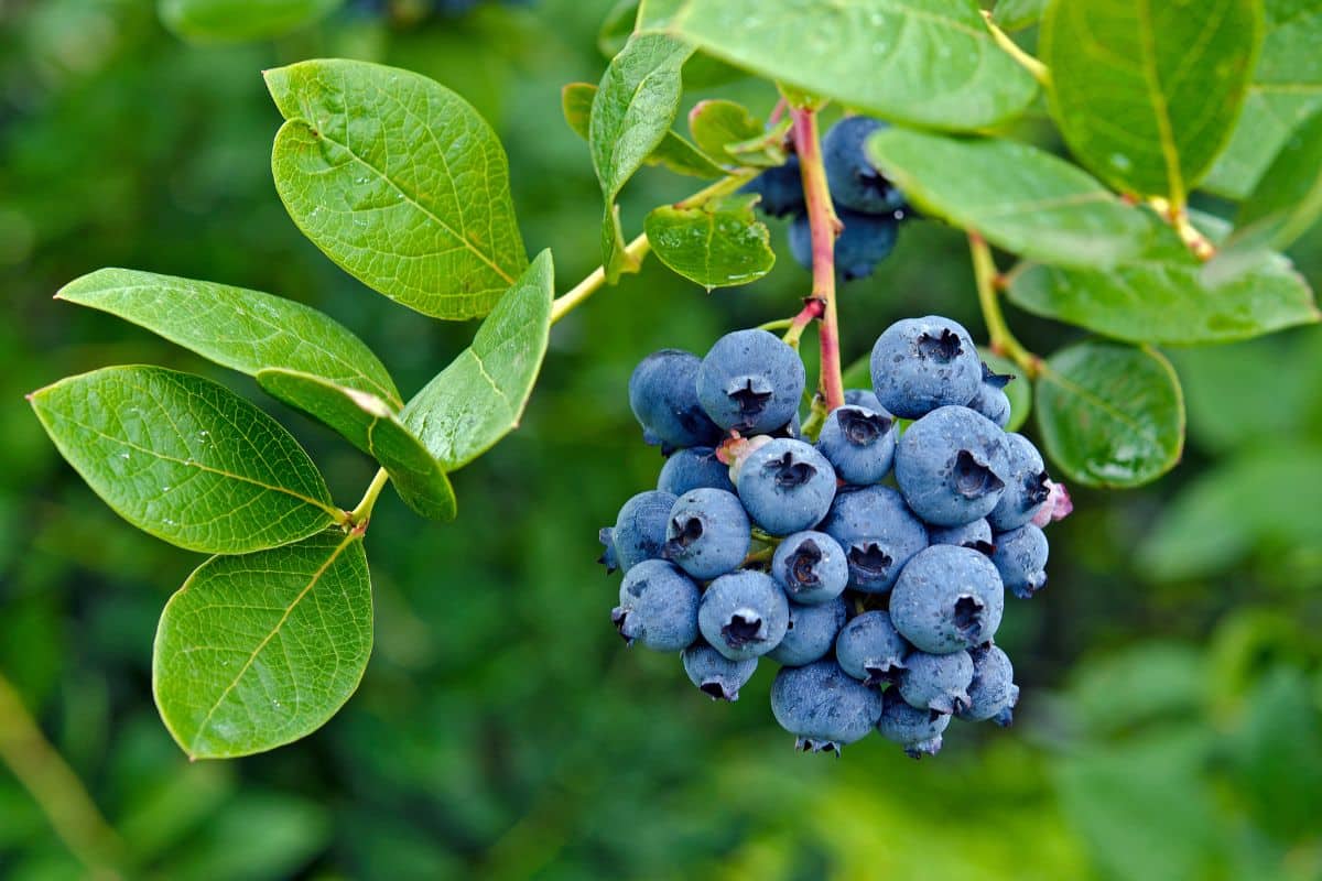 A close-up of ripe blueberries on a branch.