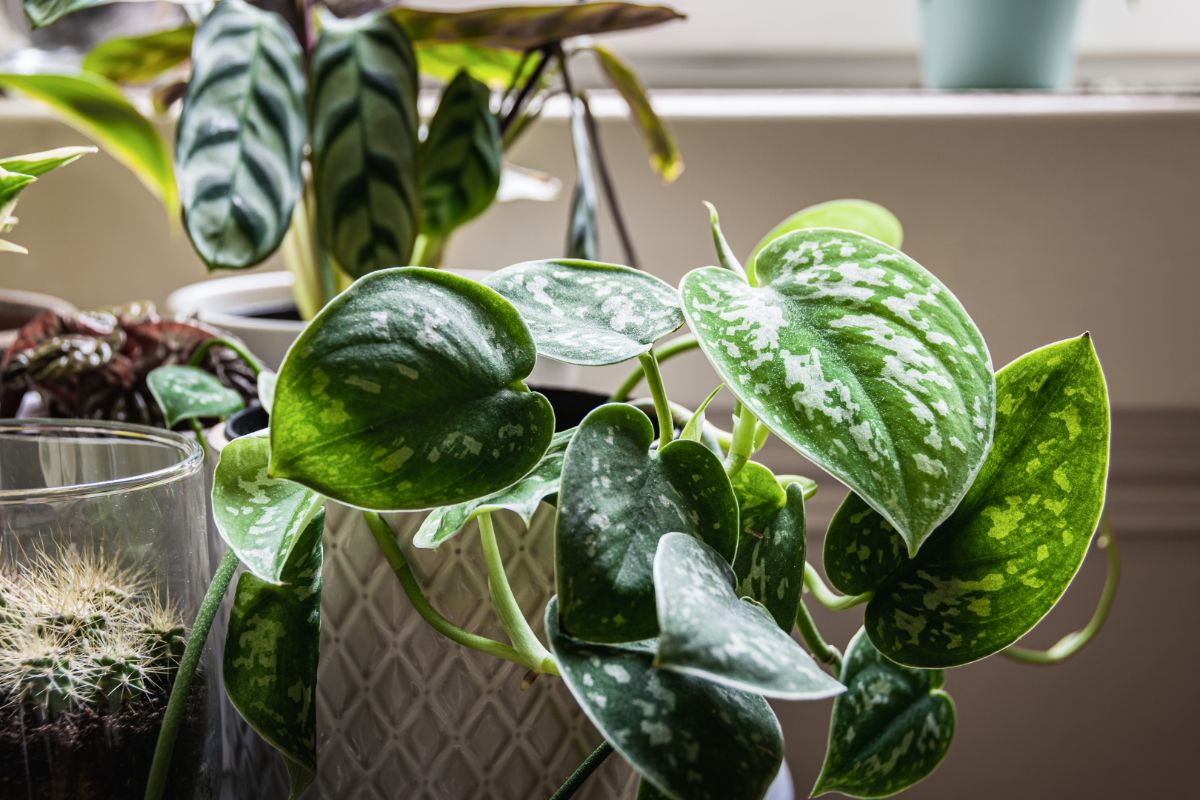 Satin pothos growing in a pot.