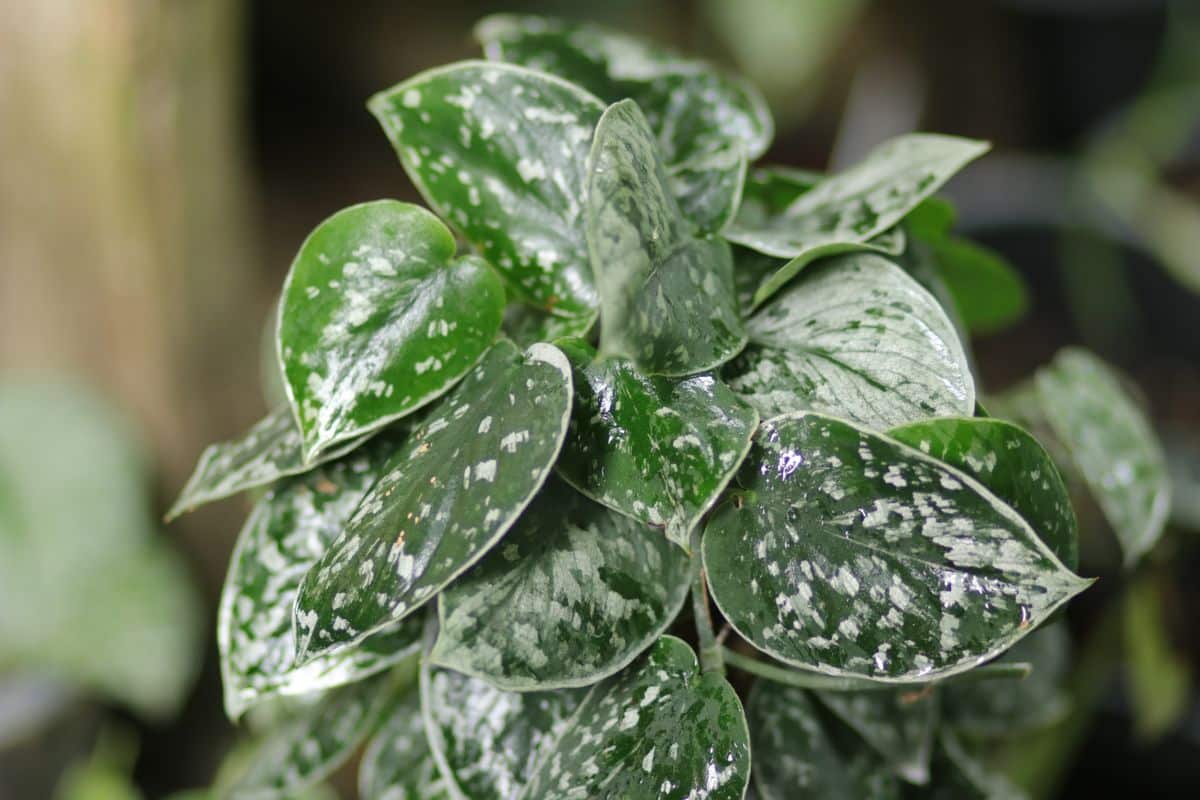 Satin pothos plant close-up.