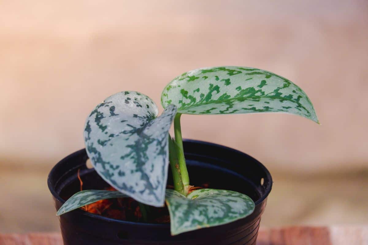 Satin pothos growing in a black pot.