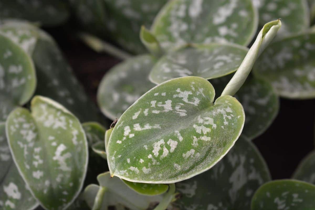 A close-up of satin pothos leaves.