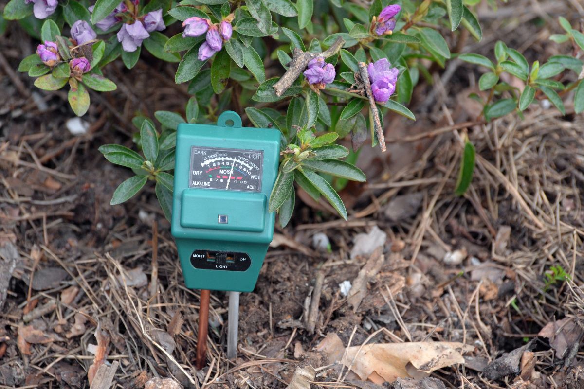 A green soil meter in soil next to a blooming plant.