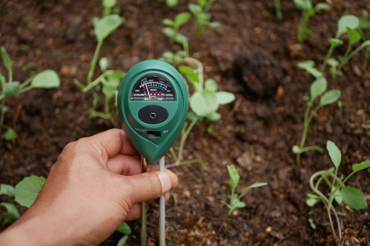 A gardener holding a green soilmeter.