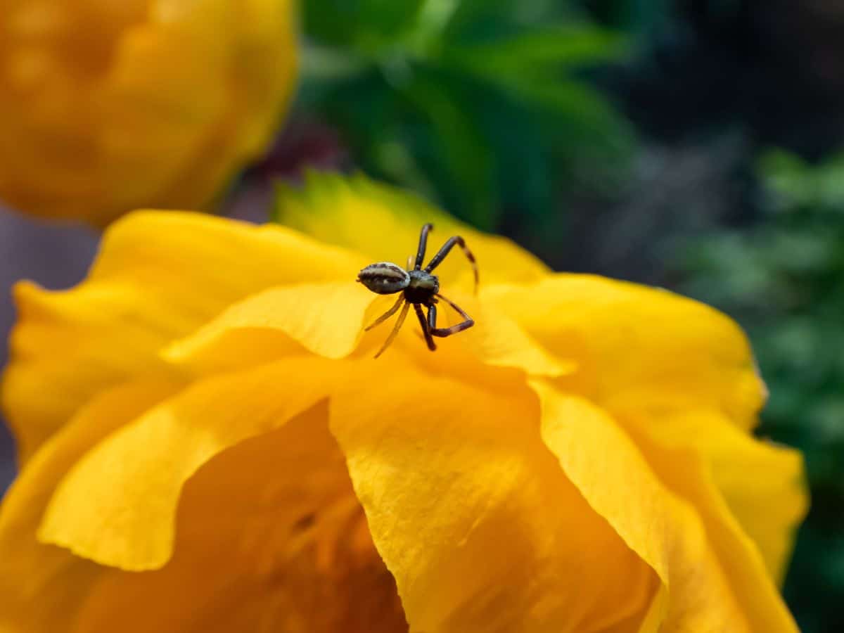 A tiny spider on yellow tulip petals.