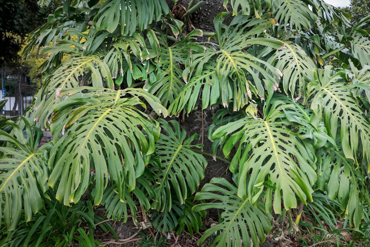 Split Leaf Philodendron.