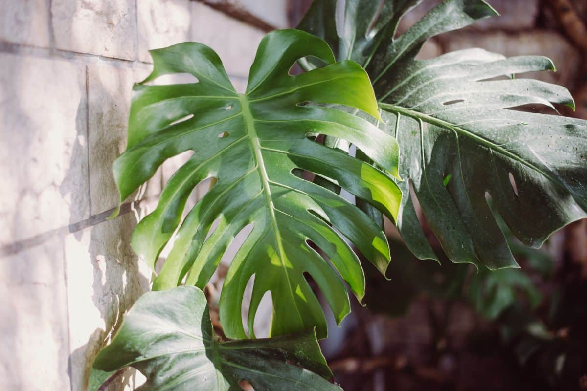 Split Leaf Philodendron leaf.