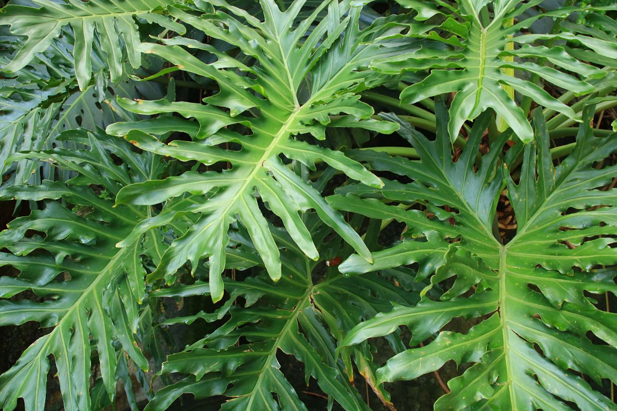 Split Leaf Philodendron.