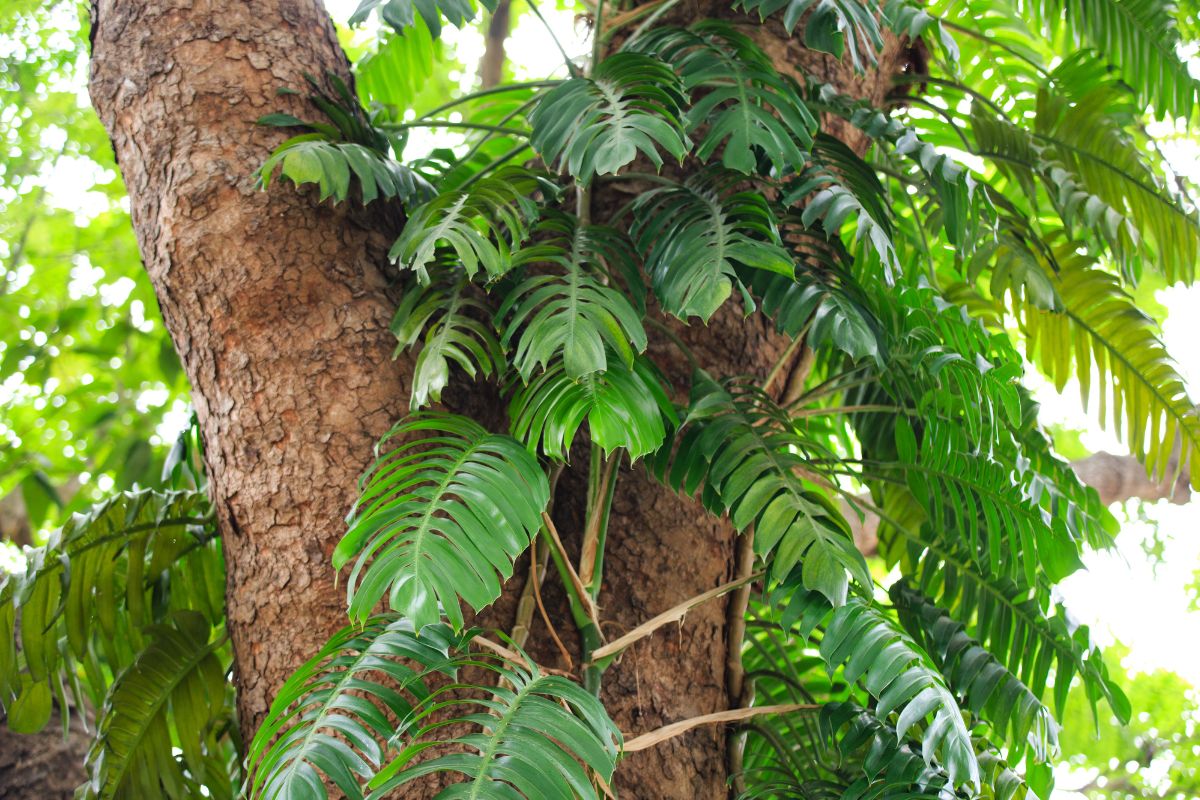 Split Leaf Philodendron growing near a tree.