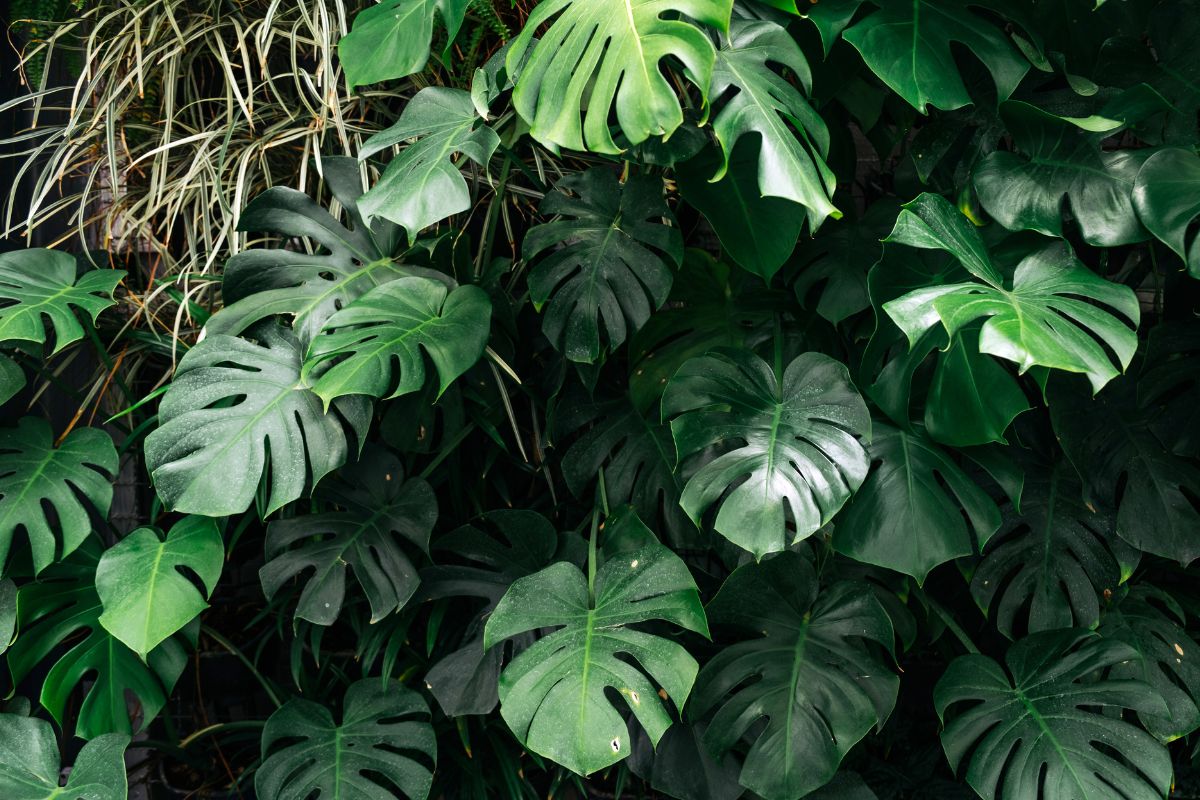 Split Leaf Philodendron.