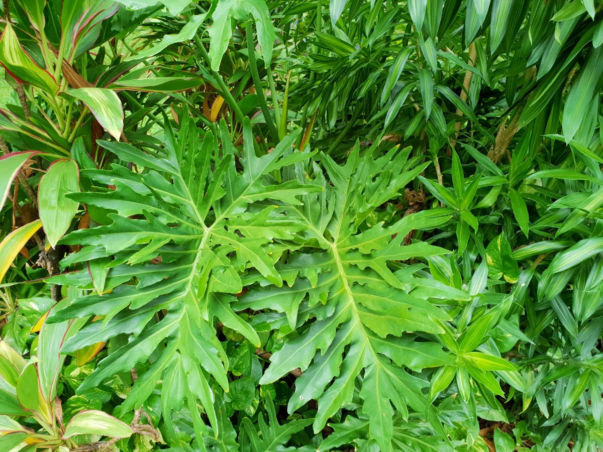 Split Leaf Philodendron.