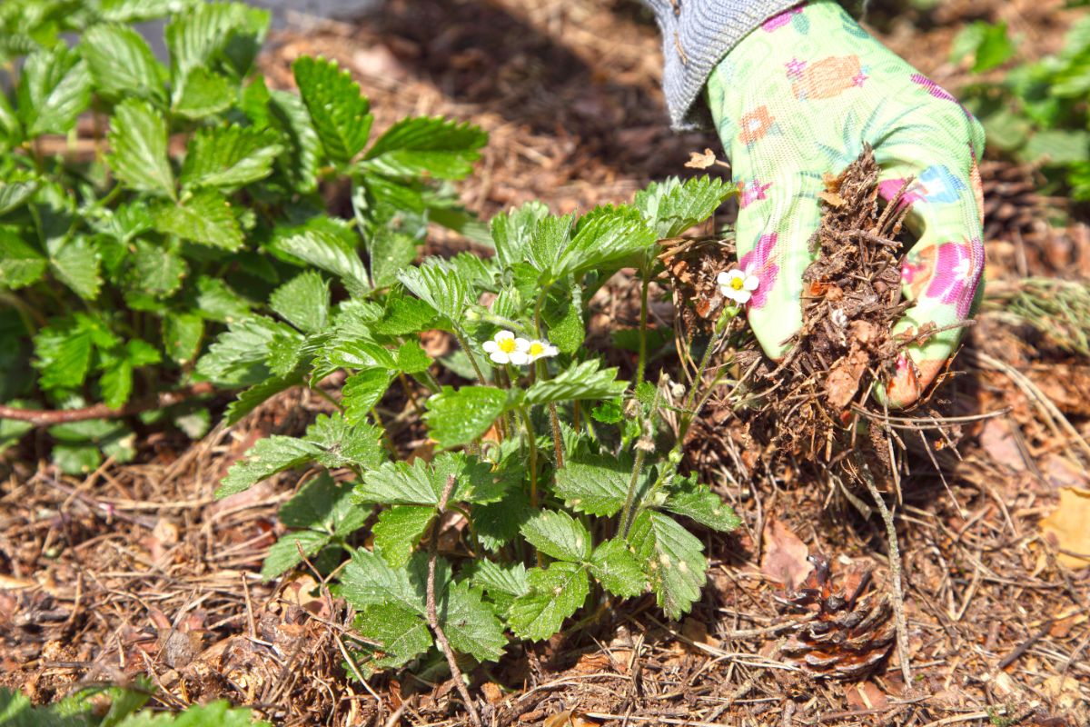 A gardener with a glove mulching strawberry plants.