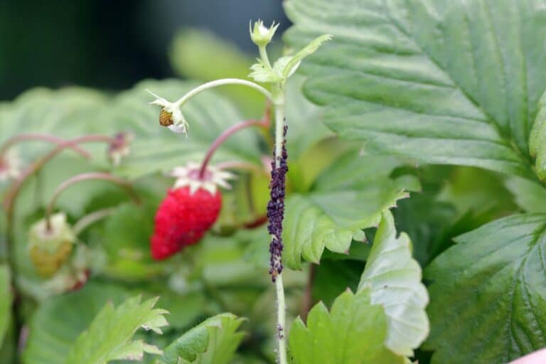 7 Steps To Prepare Your Strawberry Plants For Winter (Fall Strawberry