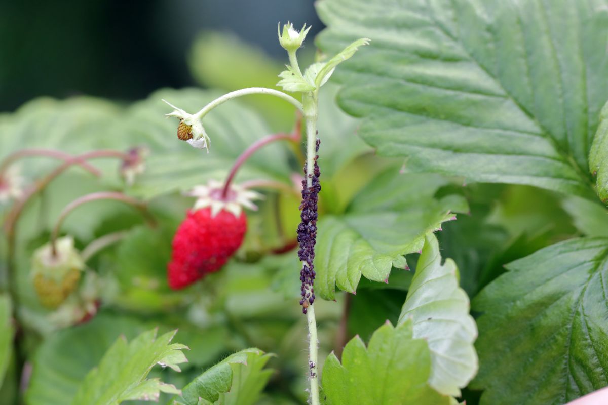 Aphids on a strawberry stem.