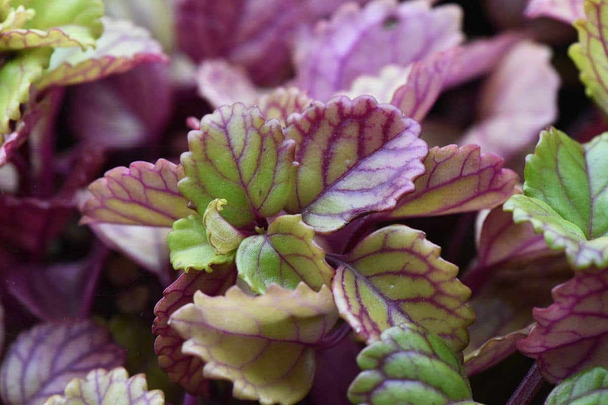 A close-up of Swedish Ivy plant.