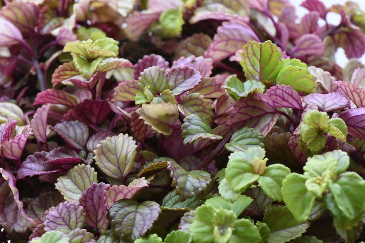 A bunch of Swedish Ivy plants of different leaf volors.