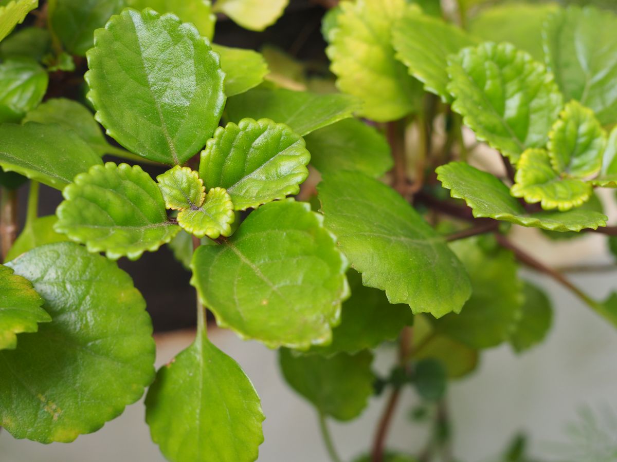 A close-up of a Swedish Ivy plant.