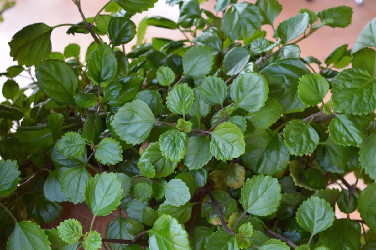 Beautiful houseplant Swedish Ivy.