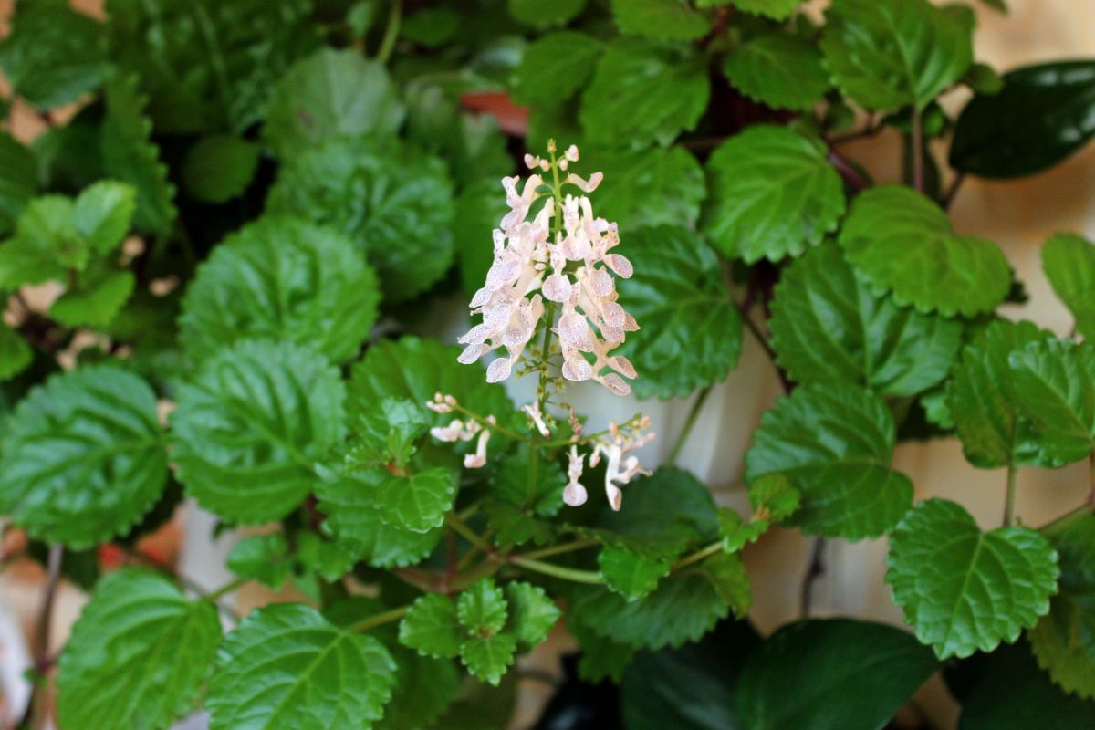 A close-up of a white blooming Swedish Ivy plant.