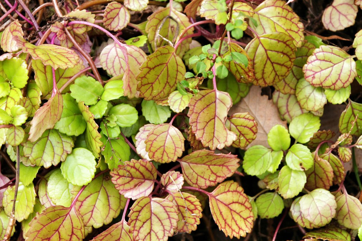 A bunch of Swedish Ivy plants of different leaf colors.