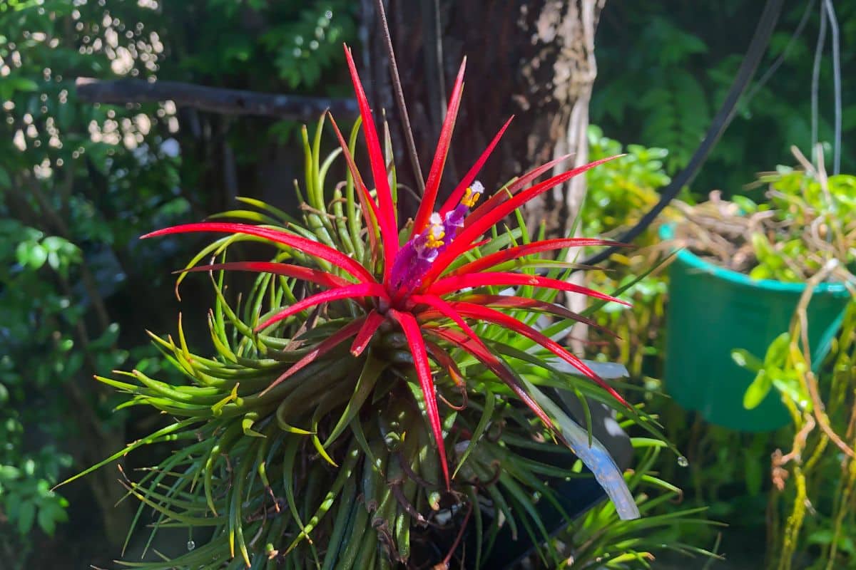 Beautiful blooming Tillandsia Ionantha air plant.