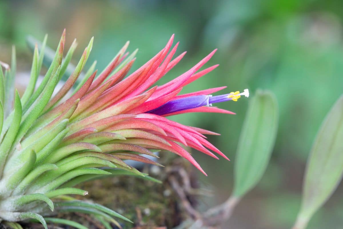 A close-up of blooming Tillandsia Ionantha air plant.