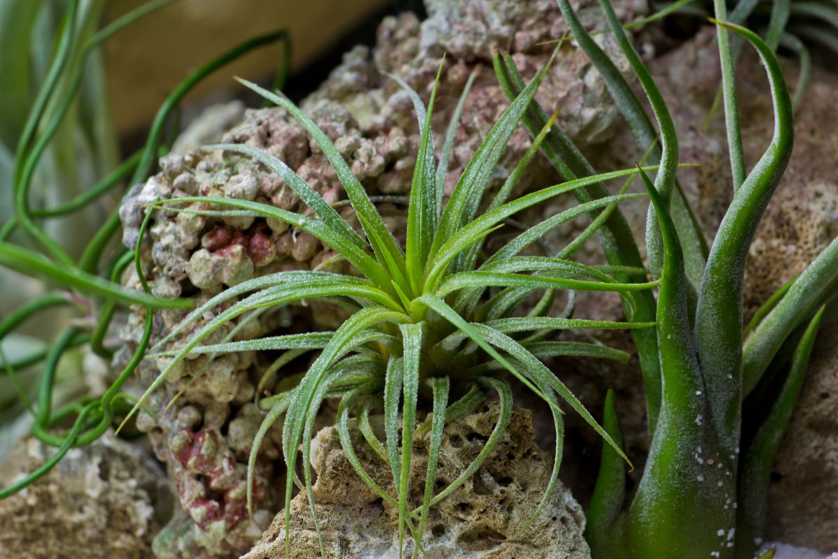 Green Tillandsia Ionantha air plant on a rock.