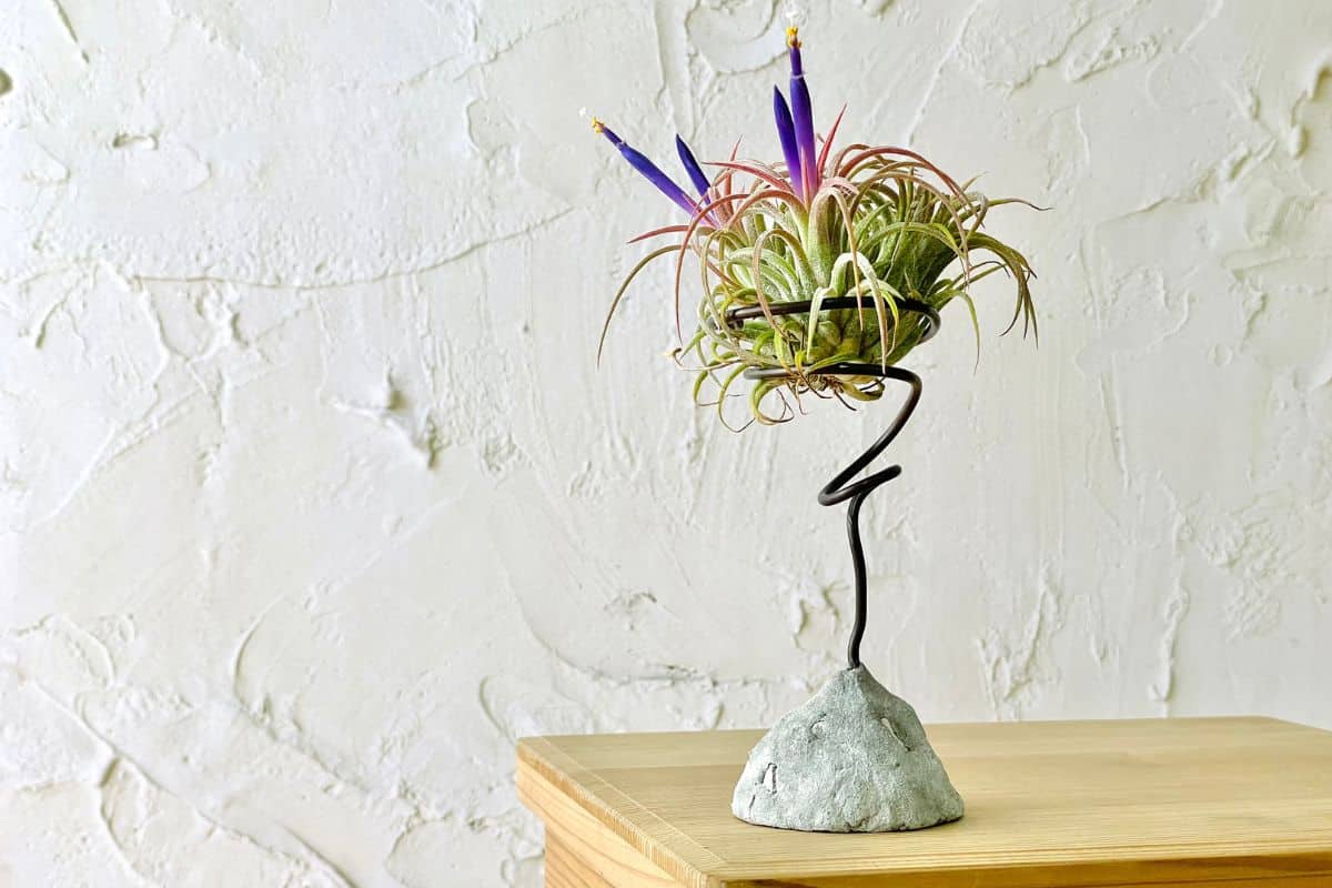 Purple blooming Tillandsia Ionantha air plant on a table.
